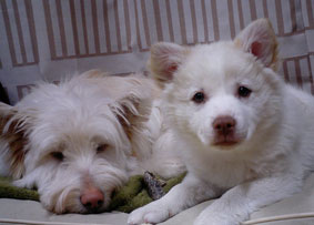 ２匹の犬